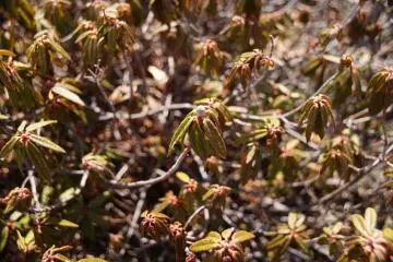 Labrador Tea covers the ground
