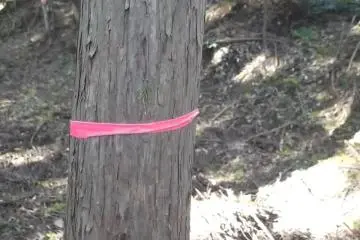 Follow these pink blazes to stay on track