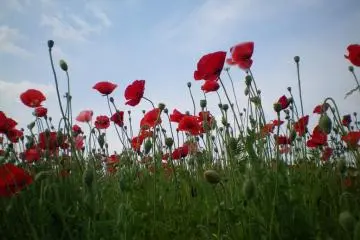 Kirin Brewery's poppy field