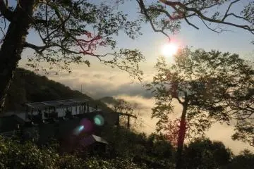 Sunrise through the trees