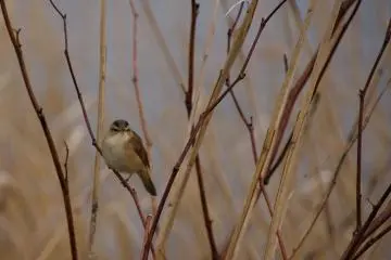 Parus Palustris (Marsh Tit) sits along the lakeside