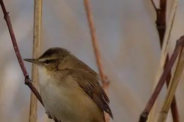Marsh Tit hanging out on a twig