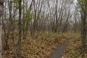 The pathway 200 meters from the station
