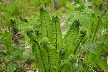 Edible wild plant warabi fern (fiddlehead)
