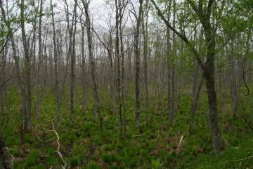 The wetland ecosystem