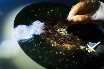 Planting seeds in the soil to begin