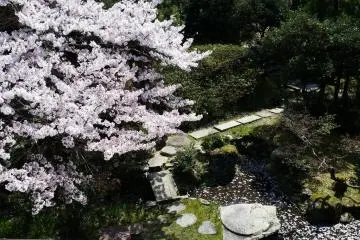 View of sakura from a 2nd-floor room