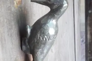 A woodpecker