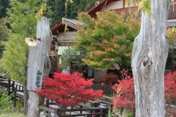 Small maple tree at the entrance.