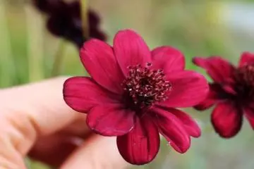 <p>Chocolate cosmos</p>