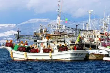 Fishing Boats delivering just caught squid to the Hakodate Markets