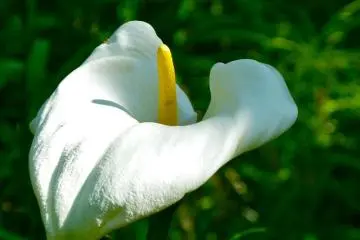 Calla lily blooming near “Panorala-dai”