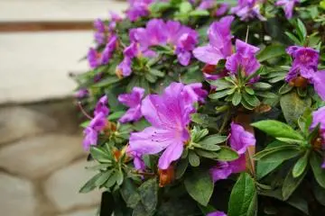 Blooming flowers in the Ever-Green-Garden