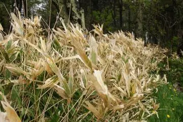 Wind-swept grass