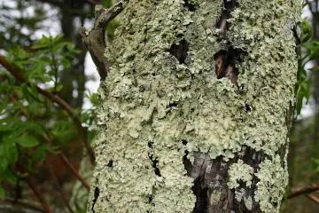 Green moss covers the trunks of trees