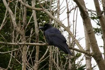 It looks like a raven to me