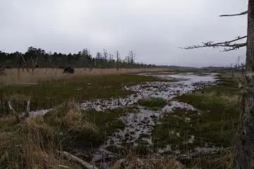 Marsh meets forest and ocean