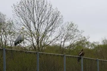 A little "neighborly tension" hangs in the air
