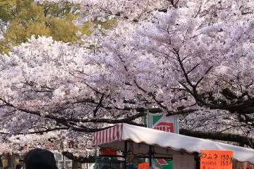 Cherry blossoms on the way to the cafe (Photo: <a href="https://commons.wikimedia.org/wiki/File:%E3%82%B5%E3%82%AF%E3%83%A9_%E3%83%A9%E3%83%A0%E3%83%8D_(9733603626).jpg#/media/File:%E3%82%B5%E3%82%AF%E3%83%A9_%E3%83%A9%E3%83%A0%E3%83%8D_(9733603626).jpg" target="_blank" rel="noreferrer noopener nofollow">Hetarllen Mumriken</a> / <a href="https://creativecommons.org/licenses/by-sa/2.0/" target="_blank" rel="noreferrer noopener nofollow">CC BY-SA 2.0</a>)