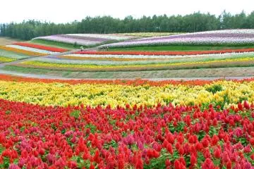 北海道自驾游——第二站富良野