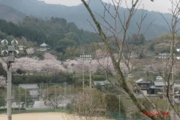 Cherry blossoms at Kumyoji