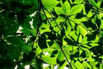 Fresh green, fresh air