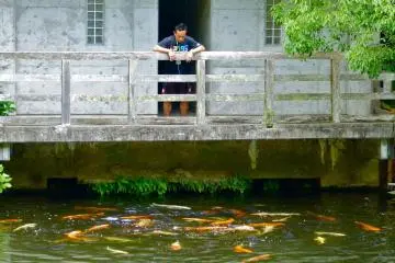 Feeding carp in the lake