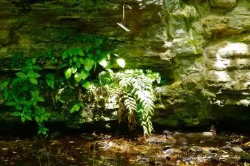 A stream from the lake