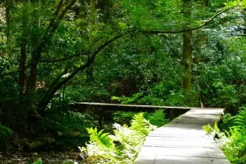 Wooden path along the stream