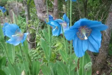 Blue poppy (meconopsis)