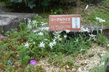 There are even edelweiss
