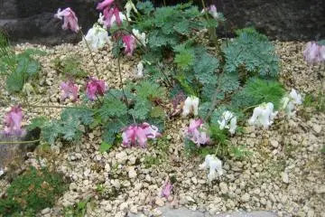 Dicentra peregrina