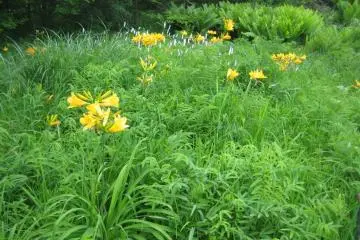 Beautiful lilies