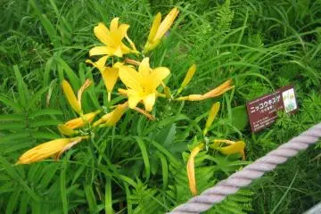 Beautiful lilies