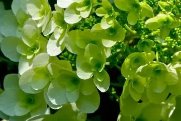 <p>ไฮเดรนเยียสีขาว</p>