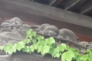 Hungry cat, tasty bamboo