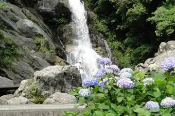 <p>น้ำตกกับไฮเดรนเยีย</p>