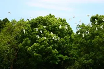 <p>บรรยากาศของสวนสงบ ด้านล่างมีฝูงนกพิราบบินวนต้นไม้!</p>