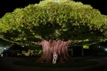 You can sit on the roots of the Mega Tree and watch as the leaves change color