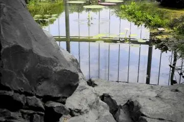 Pond in the greenhouse