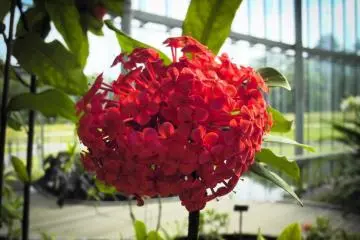 Shrubbery in the Greenhouse