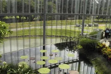 Lily pads