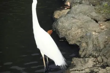 White egret
