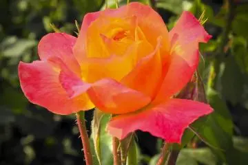 Rose along the sidewalk