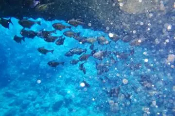 Fish in the cave