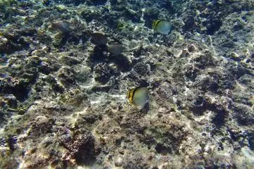 Some beautiful fish