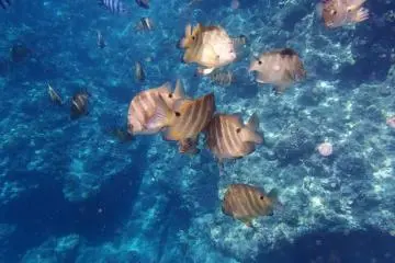 Schools of fish swimming by