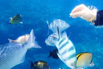 Feeding the fish