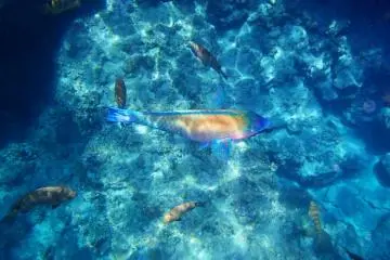 Tropical fish