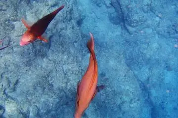 Fish swimming near the bottom